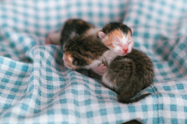 Filhotes mamam em gata morta com sinais de envenenamento em habitacional de Macapá; VÍDEO